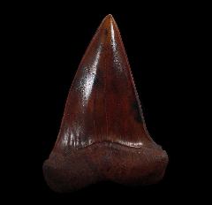 Red site Carcharodon hastalis shark tooth for sale | Buried Treasure Fossils