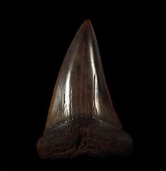 Copper red site Mako tooth for sale | Buried Treasure Fossils