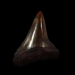 Copper red site Mako tooth for sale | Buried Treasure Fossils