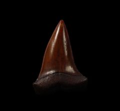 Red site Mako shark tooth for sale | Buried Treasure Fossils