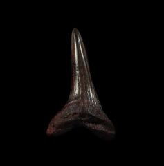 Meherrin River Isurus desori shark tooth for sale | Buried Treasure Fossils