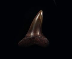 Copper-red Isurus desori shark tooth for sale | Buried Treasure Fossils