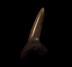 Rare Meherrin River Isurus desori tooth for sale | Buried Treasure Fossils