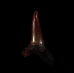 No. Carolina red site Isurus desori tooth for sale | Buried Treasure Fossils