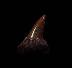 Real Meherrin River Isurus oxyrhinchus tooth for sale | Buried Treasure Fossils