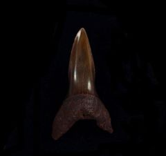 Copper-red Isurus retroflexus shark tooth for sale | Buried Treasure Fossils