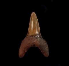 NC Isurus retroflexus tooth for sale | Buried Treasure Fossils