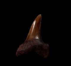 No. Carolina red site Isurus retroflexus tooth for sale | Buried Treasure Fossils