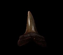 No. Carolina red Isurus retroflexus tooth for sale | Buried Treasure Fossils