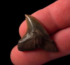 No. Carolina red site Hemipristis tooth for sale | Buried Treasure Fossils