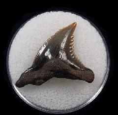 Big No. Carolina Hemipristis serra shark teeth for sale | Buried Treasure Fossils