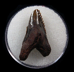 Big No. Carolina Hemipristis serra shark teeth for sale | Buried Treasure Fossils