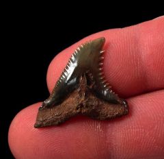 Real Meherrin River Hemipristis serra tooth for sale | Buried Treasure Fossils