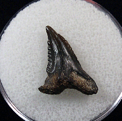 Big No. Carolina Hemipristis serra shark teeth for sale | Buried Treasure Fossils