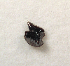 Carcharodon hastalis tooth - New Zealand | Buried Treasure Fossils