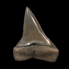 Carcharodon hastalis tooth - New Zealand | Buried Treasure Fossils