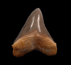 GEM Peruvian Megalodon Tooth for Sale | Buried Treasure Fossils