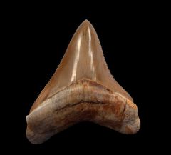 Real Peruvian Megalodon Tooth for Sale | Buried Treasure Fossils