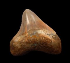 Peruvian Megalodon Tooth for Sale | Buried Treasure Fossils