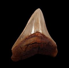 Rare Peruvian Megalodon Tooth for Sale | Buried Treasure Fossils