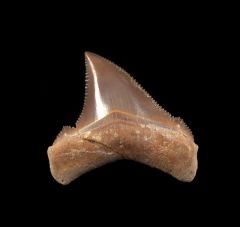 Chubutensis tooth from Peru for sale | Buried Treasure Fossils