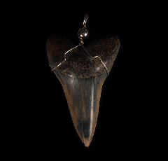 High Quality Great White shark tooth necklace for sale | Buried Treasure Fossils