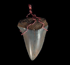 High Quality Great White shark tooth necklace for sale | Buried Treasure Fossils