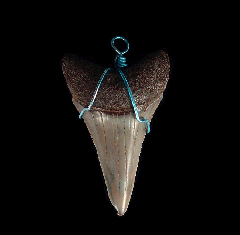 Brown Great White shark necklace for sale | Buried Treasure Fossils