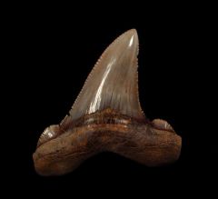 Very rare, large Auriculatus tooth for sale | Buried Treasure Fossils