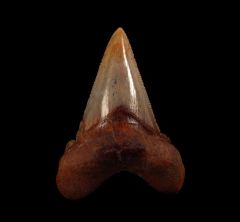 Very rare, large Auriculatus tooth for sale | Buried Treasure Fossils