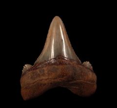 Very rare, large Auriculatus tooth for sale | Buried Treasure Fossils