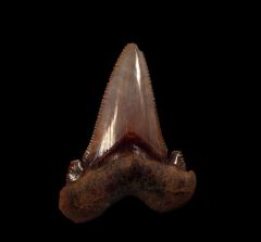 Very rare, large Auriculatus tooth for sale | Buried Treasure Fossils