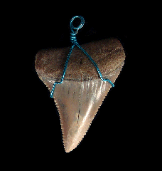 High Quality Great White shark tooth necklace for sale | Buried Treasure Fossils