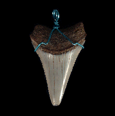 High Quality Great White shark tooth necklace for sale | Buried Treasure Fossils