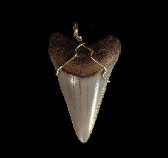 Colorful shark tooth necklace for sale | Buried Treasure Fossils