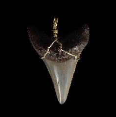 High Quality Great White shark tooth necklace for sale | Buried Treasure Fossils