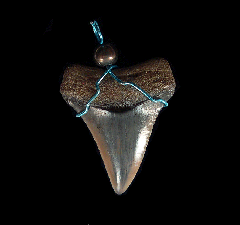 Real Great White necklace from Peru for sale | Buried Treasure Fossils