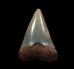 Peruvian Great White shark tooth for sale | Buried Treasure Fossils