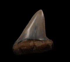 The spike - Peruvian Great White tooth for sale | Buried Treasure Fossils