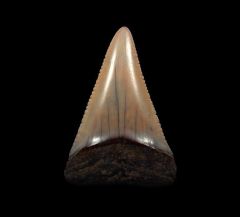 The spike - Peruvian Great White tooth for sale | Buried Treasure Fossils