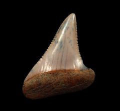 The spike - Peruvian Great White tooth for sale | Buried Treasure Fossils