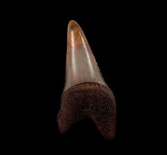 Blue Peruvian Great White shark tooth for sale | Buried Treasure Fossils