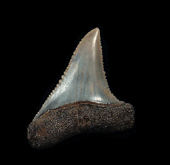 The spike - Peruvian Great White tooth for sale | Buried Treasure Fossils