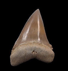 Perfect Peruvian Cosmopolitodus tooth for sale | Buried Treasure Fossils