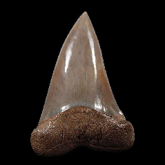 Perfect Peruvian Cosmopolitodus tooth for sale | Buried Treasure Fossils