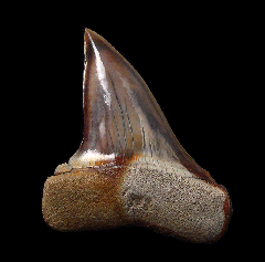 Perfect Peruvian Cosmopolitodus tooth for sale | Buried Treasure Fossils