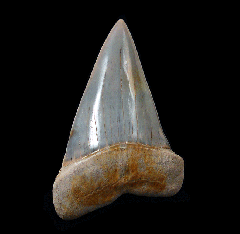 Perfect Peruvian Cosmopolitodus tooth for sale | Buried Treasure Fossils