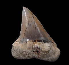 Perfect Peruvian Carcharodon hastalis shark tooth for sale | Buried Treasure Fossils