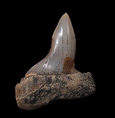 Perfect Peruvian Cosmopolitodus shark tooth for sale | Buried Treasure Fossils