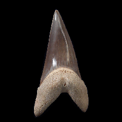 Cheap Peruvian Mako tooth for sale | Buried Treasure Fossils